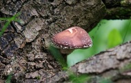 Shiitake