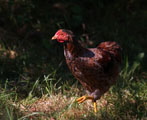 Slepiky Wyandotky - kohout