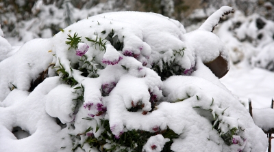 astry pod snhovou nadlkou