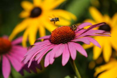 ilustran foto - echinacea