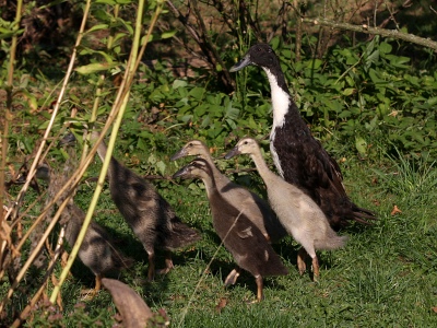 mal bci rostou jako z vody