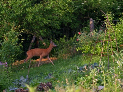 srnec na zahrad