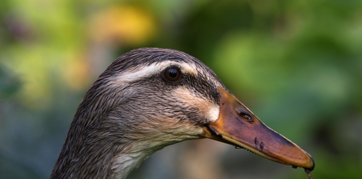 ilustrativn foto - zahrada