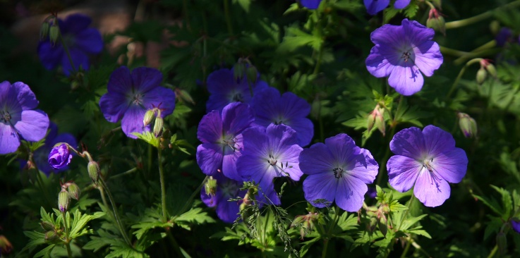 ilustrativn foto - ronch obdob