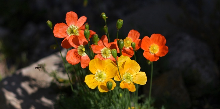 ilustrativn foto - zahrada