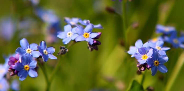 ilustrativní foto - zahrada