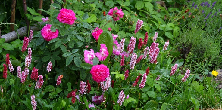 ilustrativn foto - zahrada