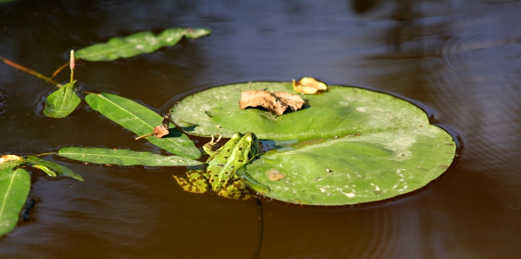 ilustrativn foto - jezrko se skokanem