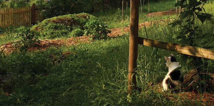 ilustrativn foto - zahrada